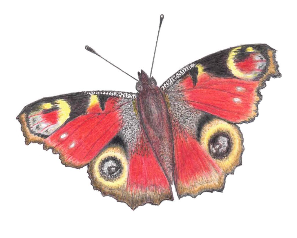 a hand drawn Peacock butterfly